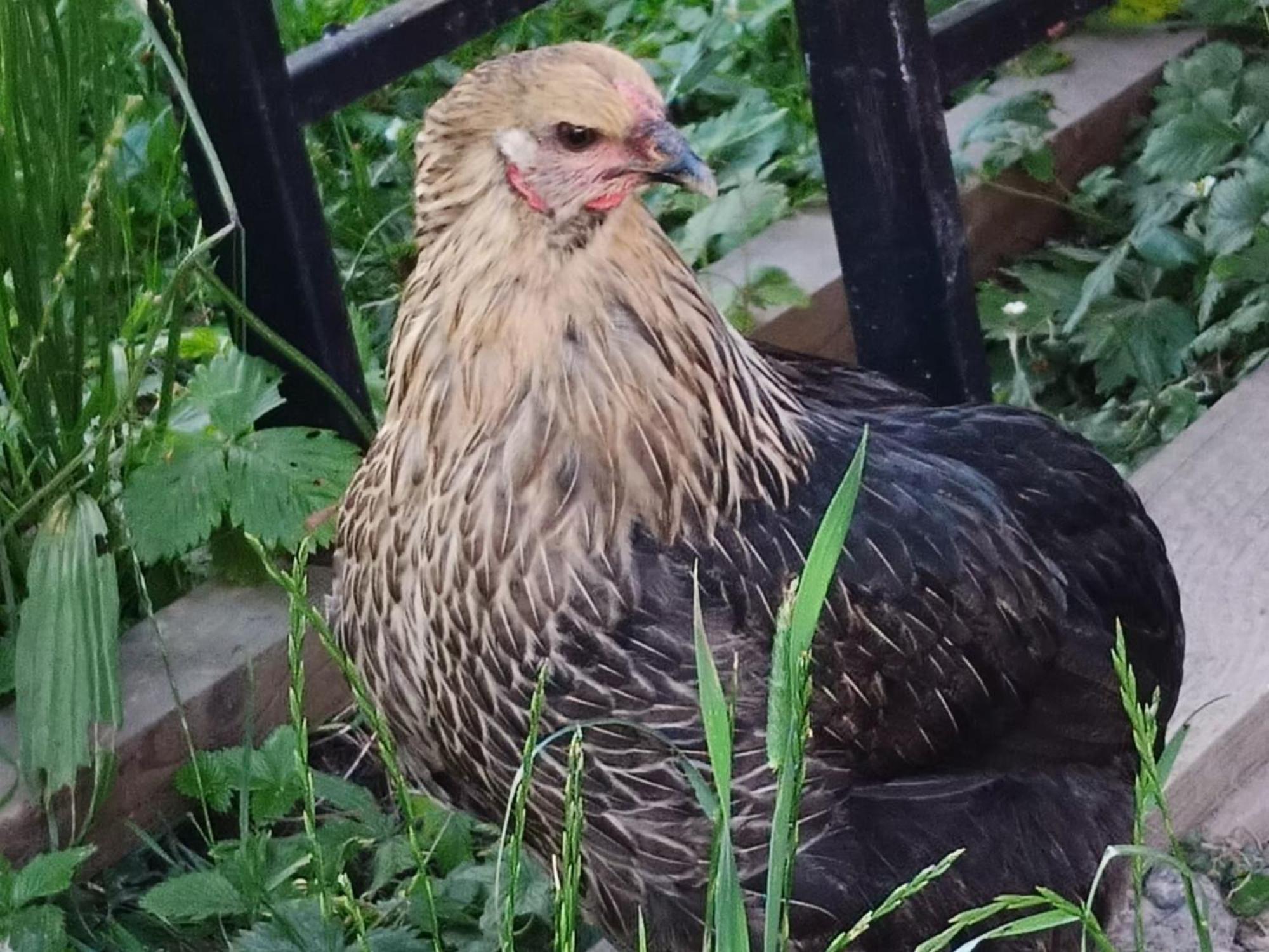 Domek Nad Lasem Koniaków Dış mekan fotoğraf