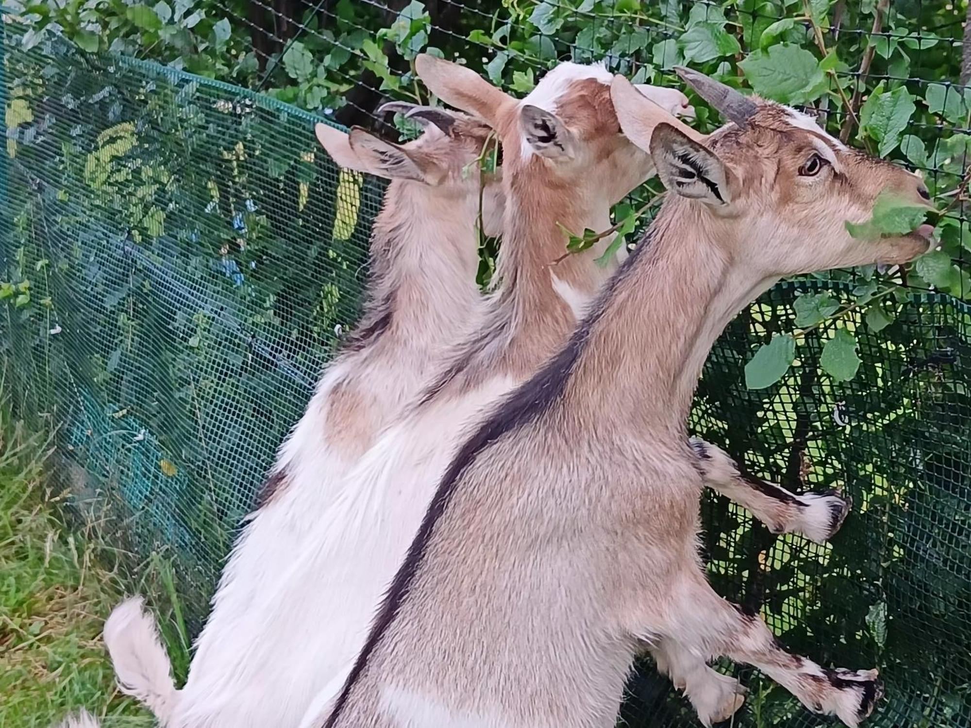 Domek Nad Lasem Koniaków Dış mekan fotoğraf