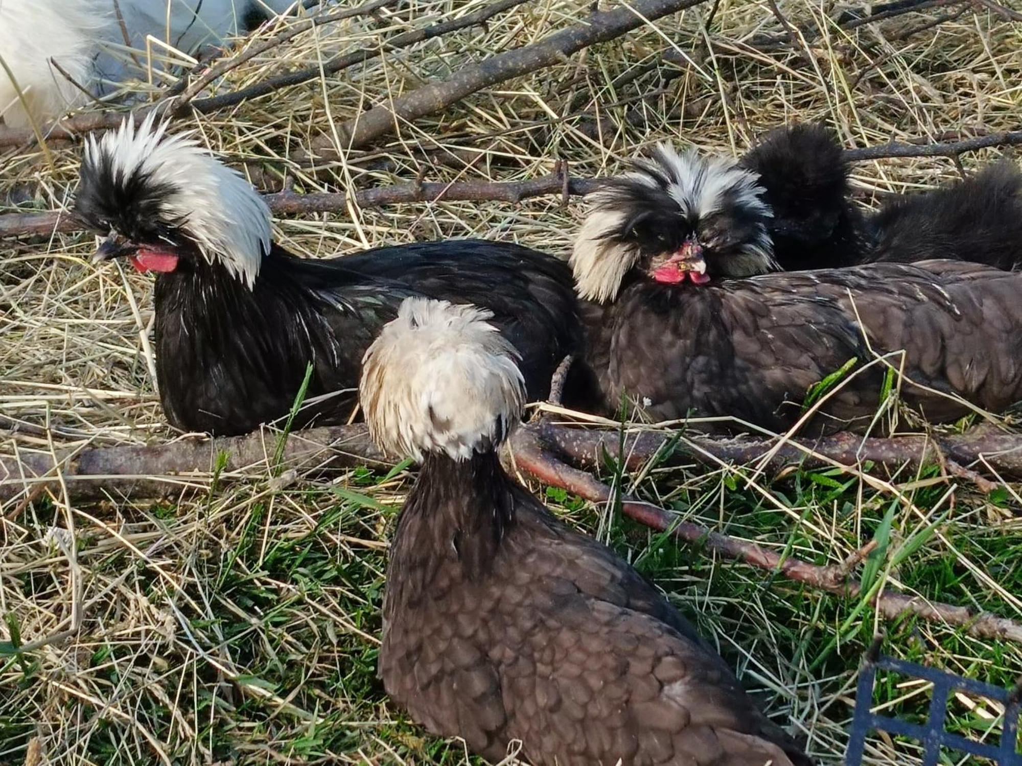 Domek Nad Lasem Koniaków Dış mekan fotoğraf